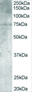 Anti-PALS/MPP5 antibody produced in goat affinity isolated antibody, buffered aqueous solution