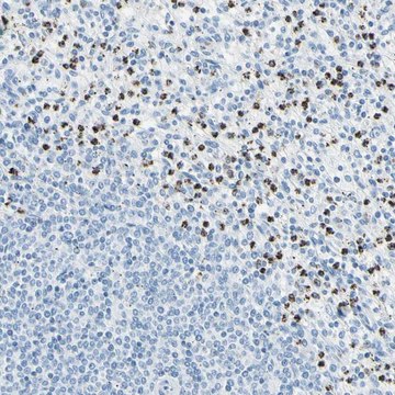 Anti-CYSLTR1 antibody produced in rabbit Prestige Antibodies&#174; Powered by Atlas Antibodies, affinity isolated antibody, buffered aqueous glycerol solution