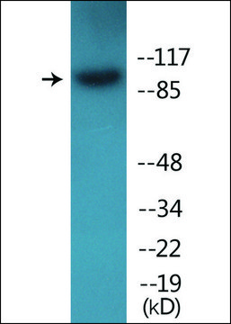 Anti-phospho-Integrin &#946;1 (pThr789) antibody produced in rabbit affinity isolated antibody