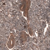 Monoclonal Anti-Yap1 Antibody Produced In Mouse Prestige Antibodies&#174; Powered by Atlas Antibodies, clone CL13628, affinity isolated antibody, buffered aqueous glycerol solution