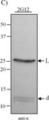 Anti-Human Kappa Light Chains (Bound and Free)&#8722;Peroxidase antibody produced in goat affinity isolated antibody, buffered aqueous solution
