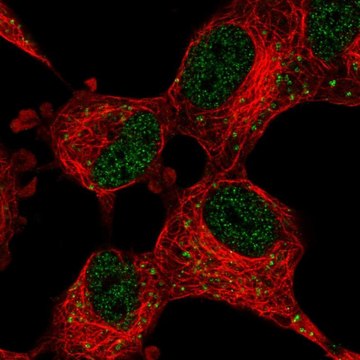 Anti-CDK5R1 antibody produced in rabbit Prestige Antibodies&#174; Powered by Atlas Antibodies, affinity isolated antibody