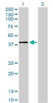 Monoclonal Anti-MAPK11 antibody produced in mouse clone 1F9, purified immunoglobulin, buffered aqueous solution
