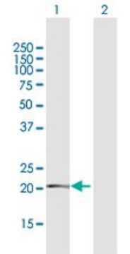 Anti-TMEM126B antibody produced in rabbit purified immunoglobulin, buffered aqueous solution
