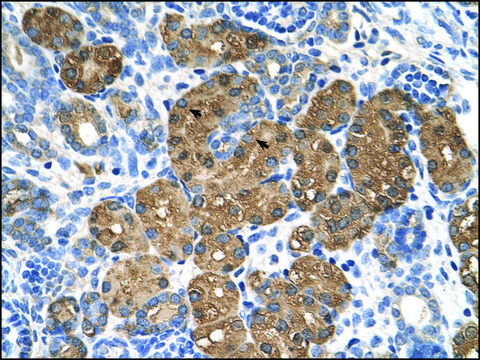 Anti-BHMT (AB1) antibody produced in rabbit IgG fraction of antiserum