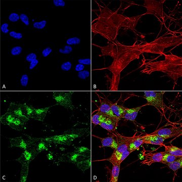 Monoclonal Anti-Shank1/Shank3 antibody produced in mouse clone S367-51, purified immunoglobulin