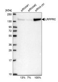 Anti-LRPPRC antibody produced in rabbit Prestige Antibodies&#174; Powered by Atlas Antibodies, affinity isolated antibody, buffered aqueous glycerol solution
