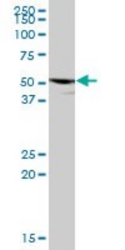 Anti-P2RX5 antibody produced in mouse purified immunoglobulin, buffered aqueous solution