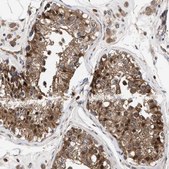 Anti-TP53I3 antibody produced in rabbit Prestige Antibodies&#174; Powered by Atlas Antibodies, affinity isolated antibody, buffered aqueous glycerol solution