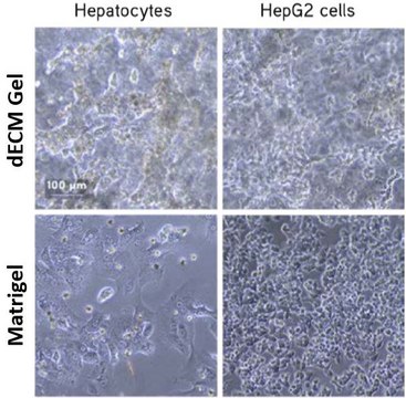 Liver dECM Gel Hydrogel Kit