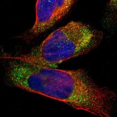 Anti-CTSS antibody produced in rabbit Prestige Antibodies&#174; Powered by Atlas Antibodies, affinity isolated antibody, buffered aqueous glycerol solution