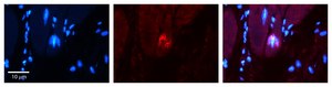 Anti-NET1 (ab1) antibody produced in rabbit affinity isolated antibody