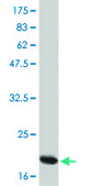 Monoclonal Anti-IL6, (C-terminal) antibody produced in mouse clone 3F4, purified immunoglobulin, buffered aqueous solution