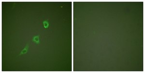 Anti-HSP10 antibody produced in rabbit affinity isolated antibody
