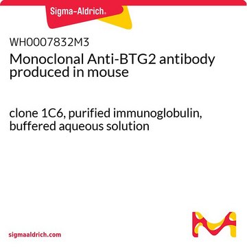 Monoclonal Anti-BTG2 antibody produced in mouse clone 1C6, purified immunoglobulin, buffered aqueous solution