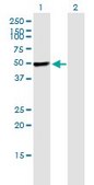 Monoclonal Anti-PIK3R1 antibody produced in mouse clone 1C10, purified immunoglobulin, buffered aqueous solution