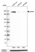 Monoclonal Anti-LAMA5 antibody produced in mouse Prestige Antibodies&#174; Powered by Atlas Antibodies, clone CL3118, purified immunoglobulin, buffered aqueous glycerol solution