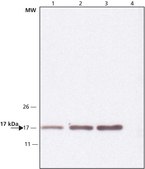 抗-组蛋白H3（N-末端） 兔抗 affinity isolated antibody, buffered aqueous solution