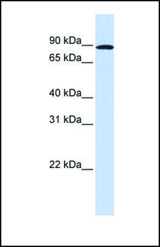 Anti-MYBL1 antibody produced in rabbit affinity isolated antibody