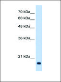 Anti-GADD45B affinity isolated antibody