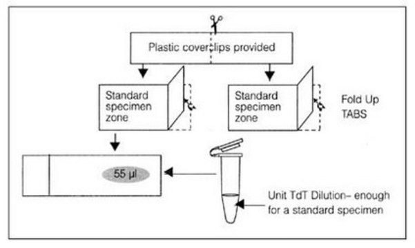 ApopTag Plastic Coverslip APOPTAG Plastic Coverslips are designed to be custom fitted to the specific APOPTAG kit application.