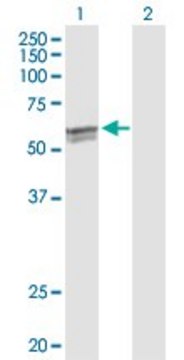 Anti-CYP27A1 antibody produced in rabbit purified immunoglobulin, buffered aqueous solution