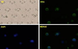 Monoclonal Anti-CTNNB1 antibody produced in mouse clone 1C9, purified immunoglobulin, buffered aqueous solution