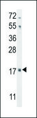 ANTI-FGF16 (N-TERM) antibody produced in rabbit IgG fraction of antiserum, buffered aqueous solution