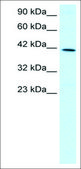 Anti-FOXF2 antibody produced in rabbit IgG fraction of antiserum