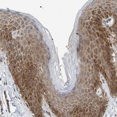Anti-EIF4EBP1 antibody produced in rabbit Prestige Antibodies&#174; Powered by Atlas Antibodies, affinity isolated antibody, buffered aqueous glycerol solution