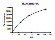 HDAC6 H216A human recombinant, expressed in baculovirus infected Sf9 cells, &#8805;75% (SDS-PAGE)