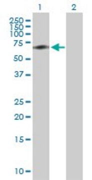 Anti-ACBD3 antibody produced in rabbit purified immunoglobulin, buffered aqueous solution