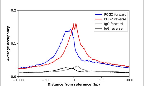 Anti-POGZ antibody produced in rabbit Prestige Antibodies&#174; Powered by Atlas Antibodies, affinity isolated antibody, buffered aqueous glycerol solution