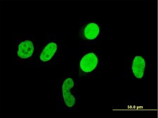 ANTI-RUNX1 antibody produced in mouse clone 3A8, purified immunoglobulin, buffered aqueous solution