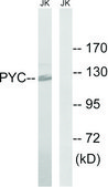 Anti-PC antibody produced in rabbit affinity isolated antibody