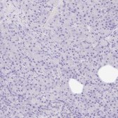 Anti-NR2E1 antibody produced in rabbit Prestige Antibodies&#174; Powered by Atlas Antibodies, affinity isolated antibody, buffered aqueous glycerol solution