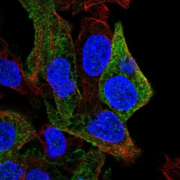 Anti-SDPR antibody produced in rabbit Prestige Antibodies&#174; Powered by Atlas Antibodies, affinity isolated antibody