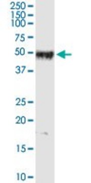 Anti-PPP1R12B antibody produced in rabbit purified immunoglobulin, buffered aqueous solution