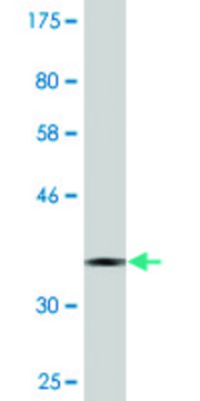 Monoclonal Anti-CNOT8 antibody produced in mouse clone 1F11, purified immunoglobulin, buffered aqueous solution