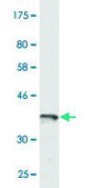 Monoclonal Anti-RCC1, (C-terminal) antibody produced in mouse clone 1C1, purified immunoglobulin, buffered aqueous solution