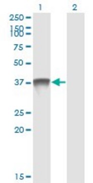 Monoclonal Anti-SDSL antibody produced in mouse clone 1D6-6B8, ascites fluid