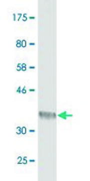 Monoclonal Anti-DNER antibody produced in mouse clone 2F3, purified immunoglobulin, buffered aqueous solution