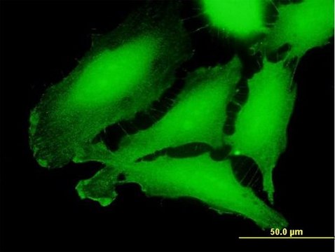 Anti-CRLF3 antibody produced in mouse purified immunoglobulin, buffered aqueous solution
