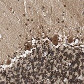 Anti-UBQLN2 antibody produced in rabbit Prestige Antibodies&#174; Powered by Atlas Antibodies, affinity isolated antibody, buffered aqueous glycerol solution