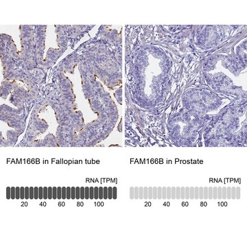 Anti-FAM166B antibody produced in rabbit Prestige Antibodies&#174; Powered by Atlas Antibodies, affinity isolated antibody, buffered aqueous glycerol solution