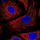 Anti-IDH3B antibody produced in rabbit Prestige Antibodies&#174; Powered by Atlas Antibodies, affinity isolated antibody