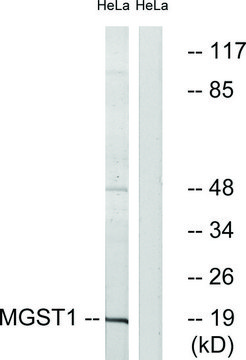 Anti-MGST1 antibody produced in rabbit affinity isolated antibody