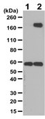 Anti-Phosphotyrosine Antibody Upstate&#174;, from rabbit