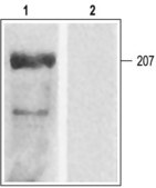 Anti-Calcium Channel (Cardiac &#945;1C Subunit) (L-type of Voltage-gated Ca2+ Channel) antibody produced in rabbit affinity isolated antibody, lyophilized powder