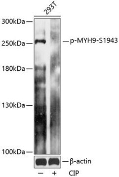 Anti-Phospho-MYH9-S1943 antibody produced in rabbit